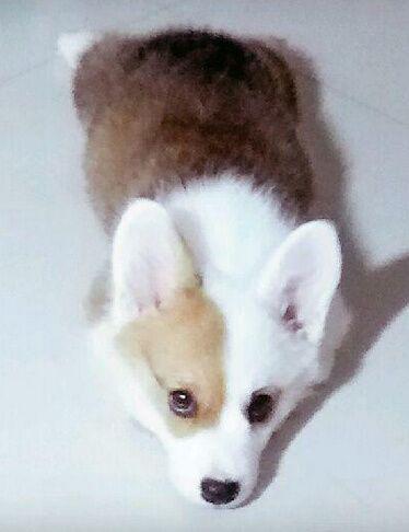 选择汪星人只看价格?真实经历告诉你为何不要贪便宜