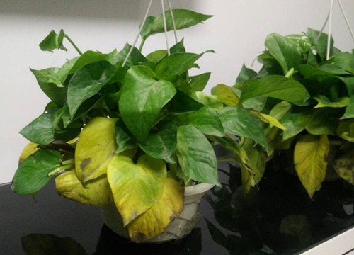 绿萝为什么养着养着叶子就发黄了,绿萝叶子发黄怎么能让它旺盛起来