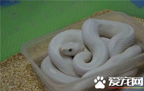 宠物蛇商家推荐宠物蛇实体店,杭州宠物蛇爬虫市场