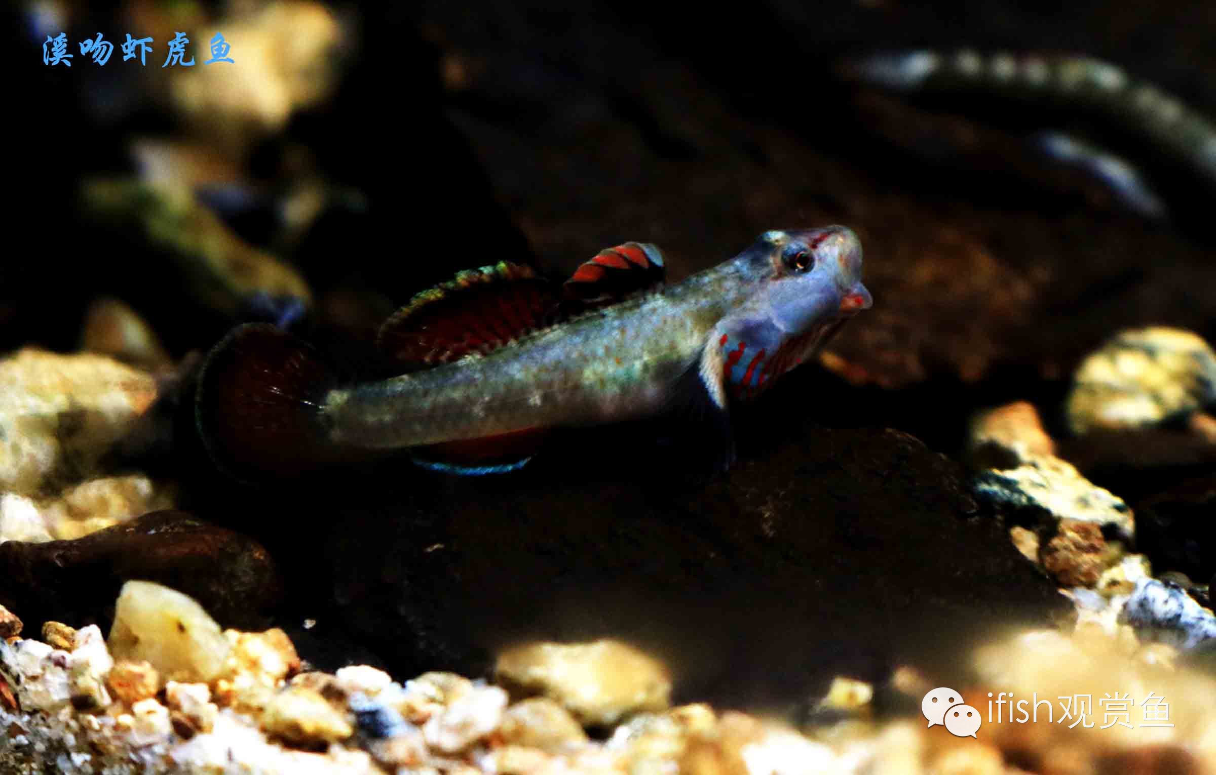 大圣年,大圣过年放鞭炮