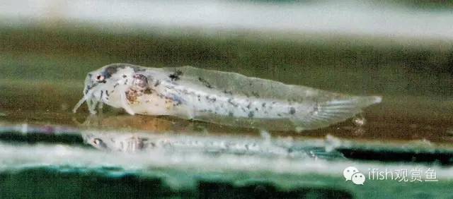 鼠鱼如何繁育,小型鼠鱼怎么养