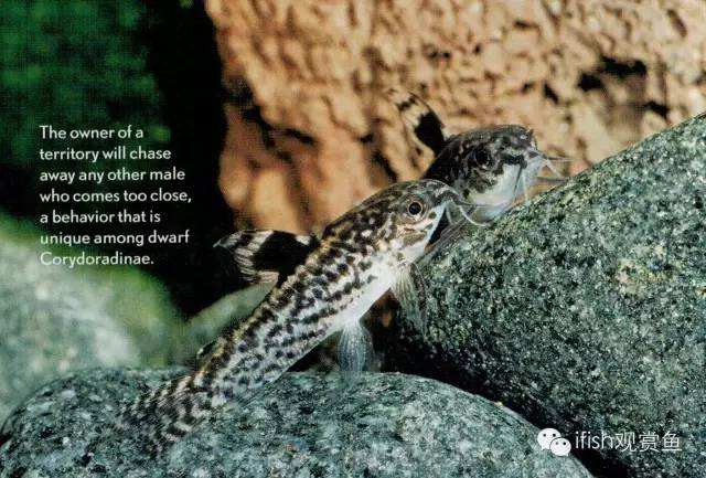 鼠鱼如何繁育,小型鼠鱼怎么养
