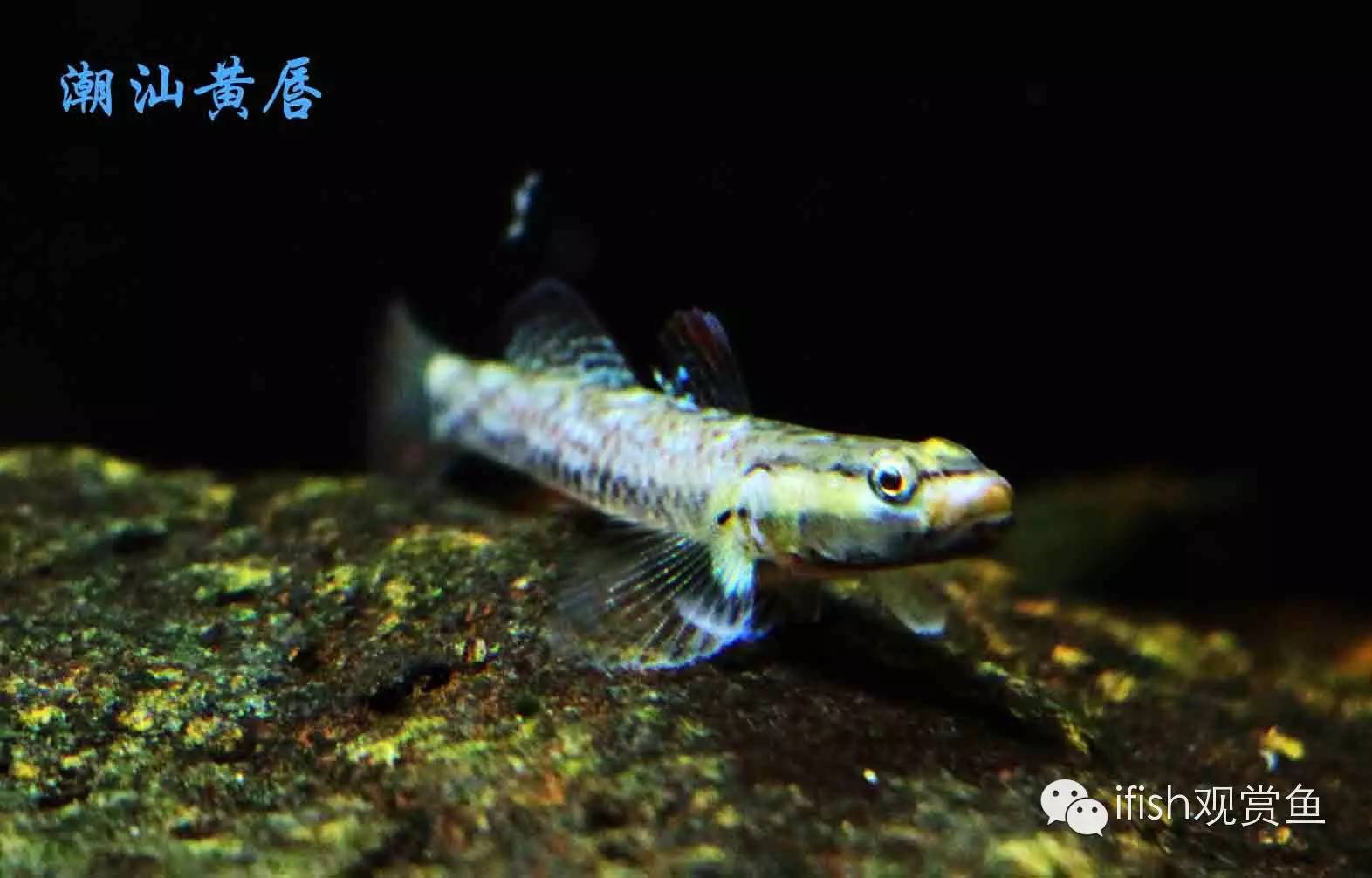 大圣年,大圣过年放鞭炮