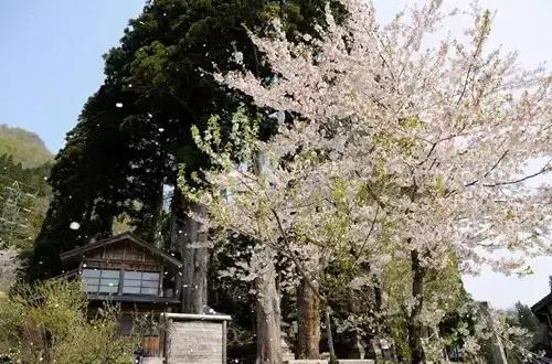 2020年日本樱花季观赏最全攻略,樱花节要来啦