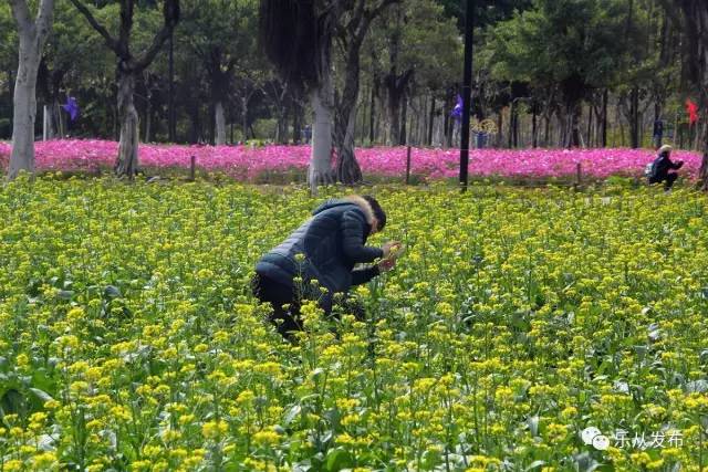 您好，2017年｜阳光灿烂，花果飘香，迎新年这些地方你不得不去！