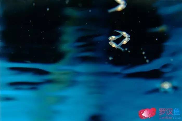 罗汉参的繁殖方法,罗汉鱼怎么养起头