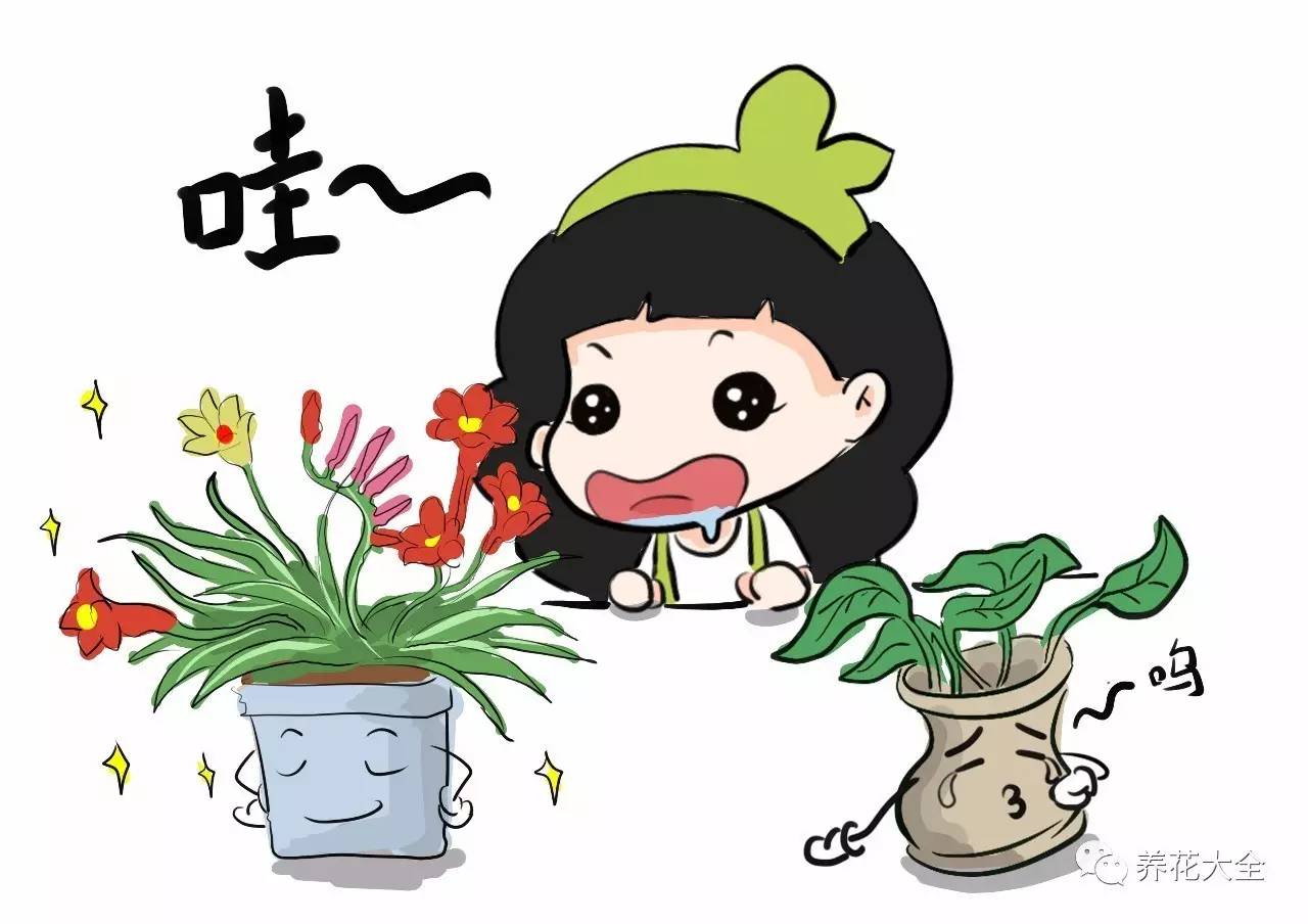 这些花越养越值钱,这些花比绿萝还好养