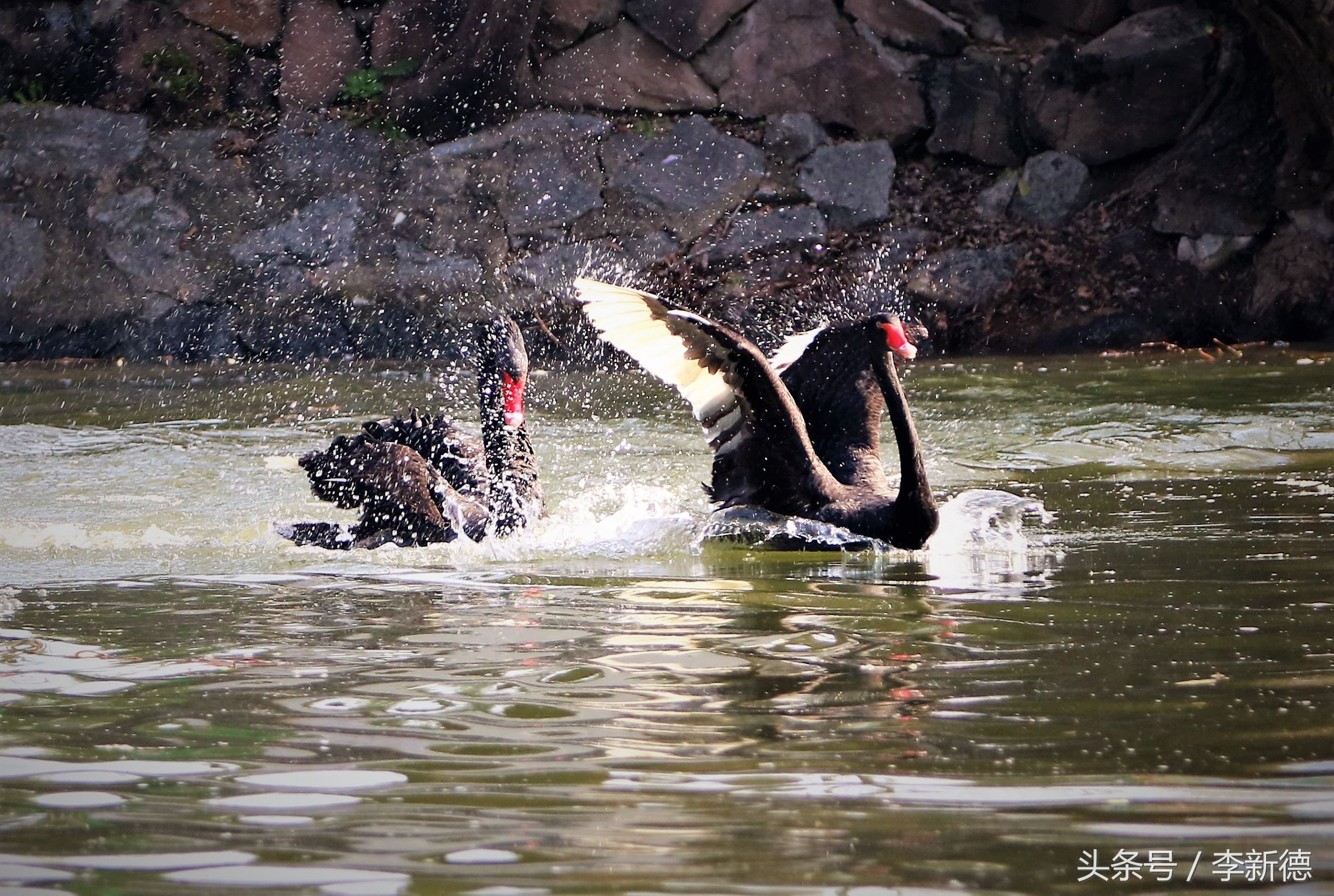 适马150-600镜头拍海上,适马150-600镜头拍视频怎么样