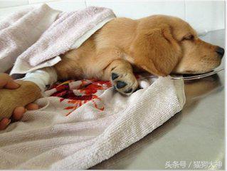 犬瘟不治疗一定会死吗,犬瘟热不可怕