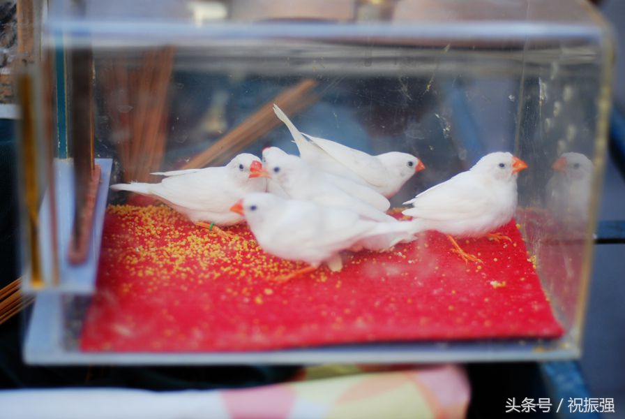 北京十大花鸟鱼虫市场,北京官园花鸟鱼虫市场现在开放吗
