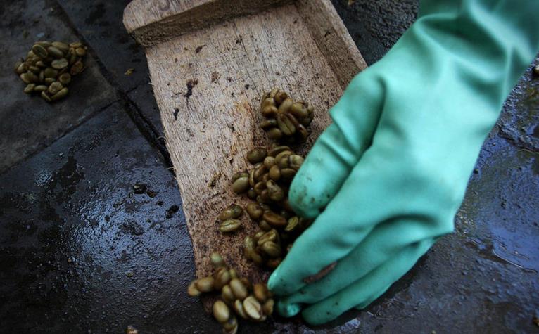 印尼猫屎咖啡完整版,正宗猫屎咖啡是怎么做的