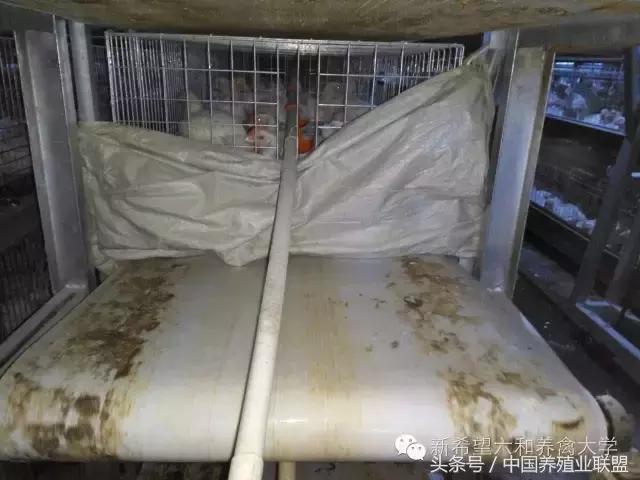 冬季鸡怎么管理,冬季脱温鸡怎么养