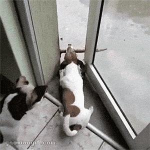 哈士奇冰箱质量可靠吗,冰箱里的哈士奇