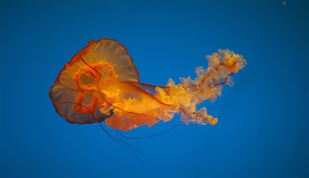 水母海洋世界,中国海洋世界水母馆