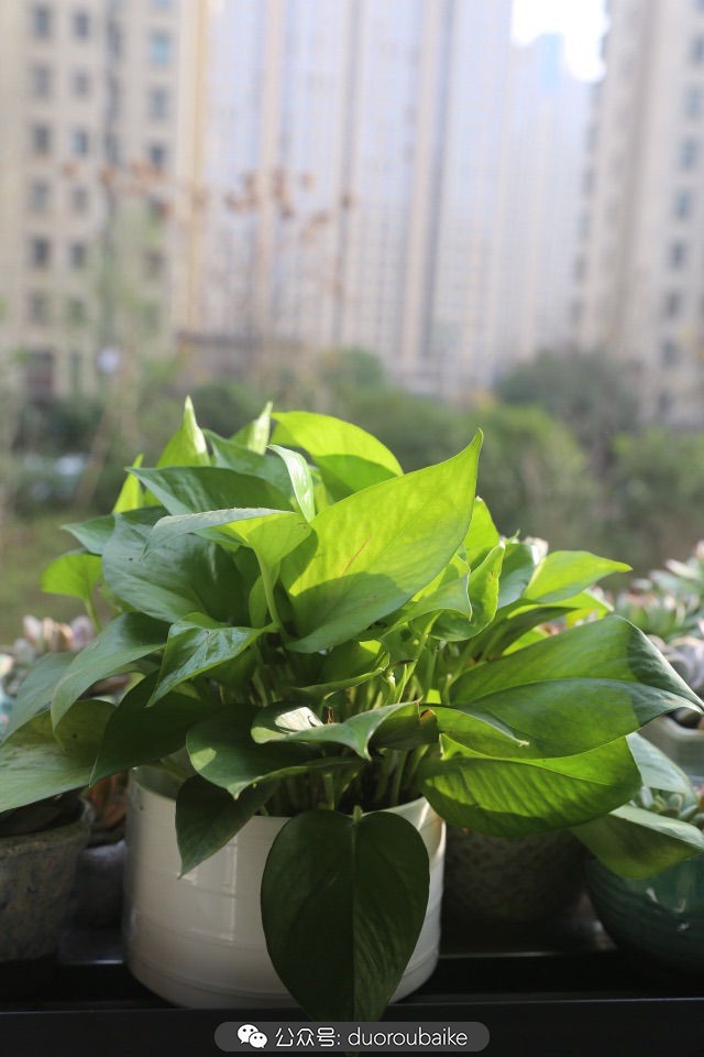 古镇寻肉记:那些旅行中遇见的植物!