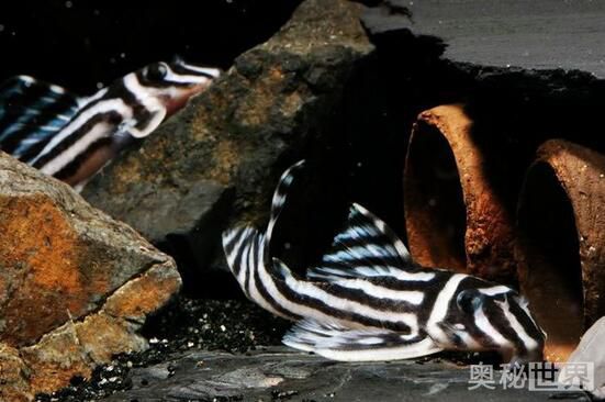 24k黄金达摩野生和人工的区别,24k黄金达摩真的有黄金吗