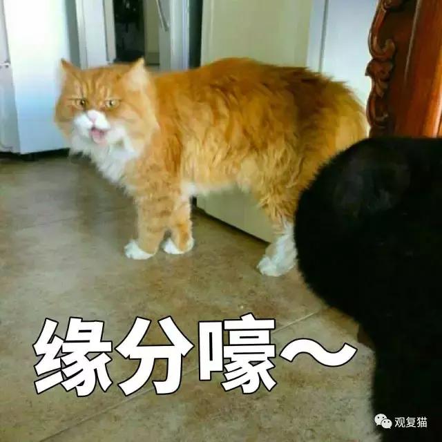 《蓝毛毛找猫》第三讲：虎假虎威