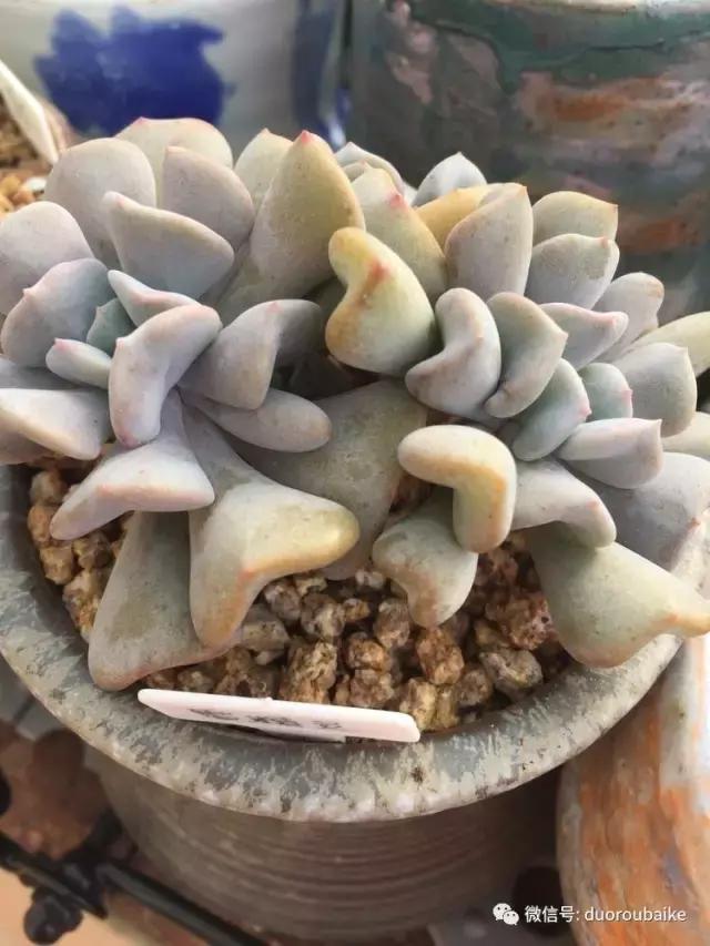 没有暖气的包邮区,肉肉照样美美的!