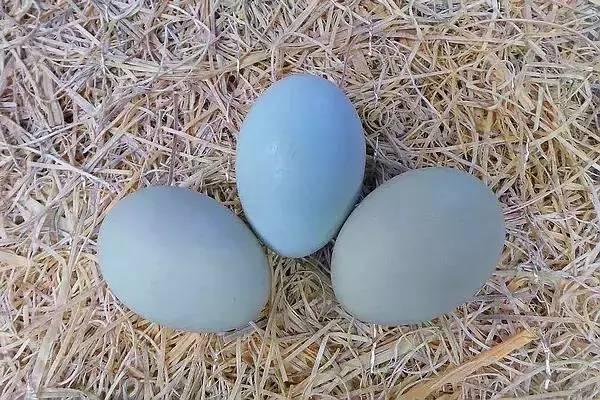 云南十大漂亮的鸡,云南第一生态鸡