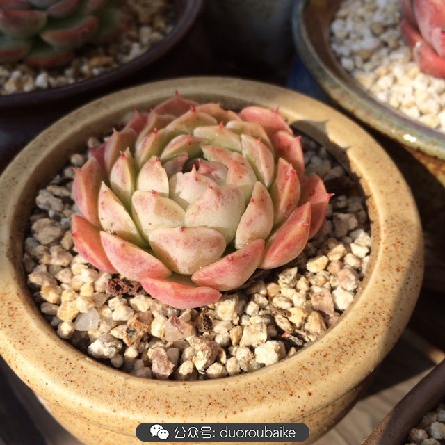 院子阳光房多肉,阳光房庭院多肉