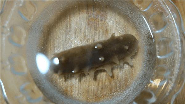 生活元素h1炖盅,快节奏的生活小火慢炖