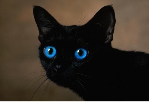 黑猫有攻击性吗,黑猫为什么会被认成不祥之物