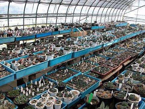 鏃ユ湰鐜夐湶澶氳倝澶ф,浠庡鑲夊ぇ妫氶噷璺戝嚭鏉ョ殑澶氳倝