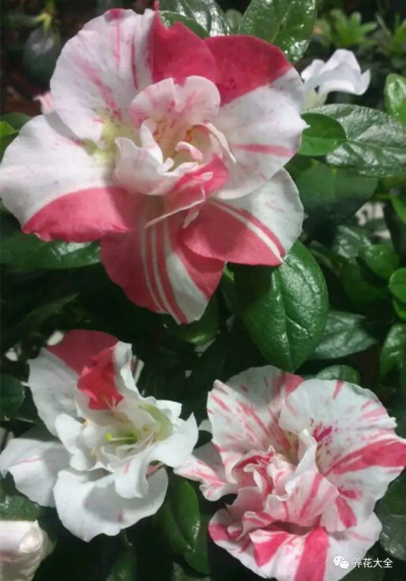 最美大杜鹃花图片,中国最美天然杜鹃花