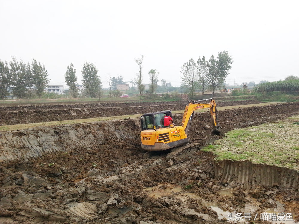 养殖泥鳅需要多少成本,大棚养泥鳅成本多少钱