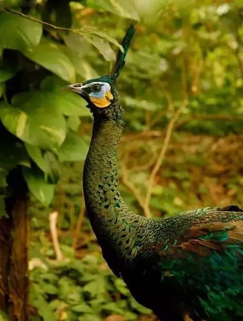 云南十大漂亮的鸡,云南第一生态鸡