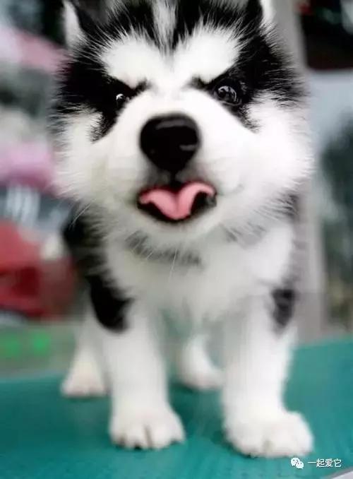 宠狗知识,宠萌指南哈士奇