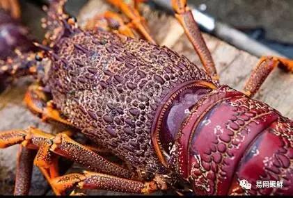 雪蟹好还是龙虾好,大龙虾好还是海蟹好