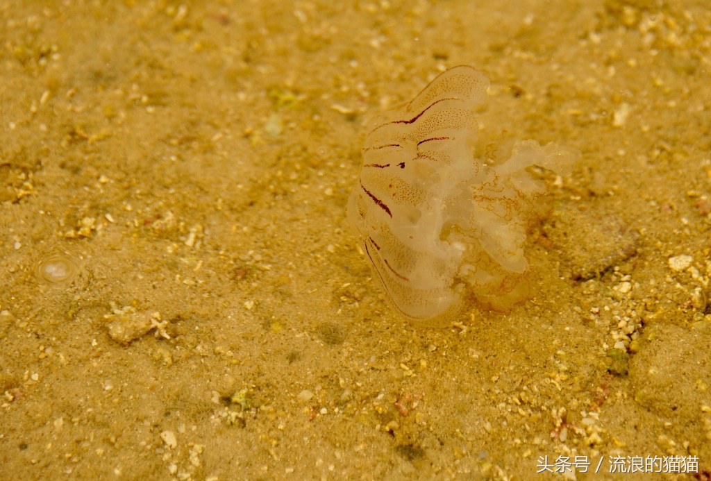 毛里塔尼亚，这个以肥为美的神奇国度究竟是什么样的？