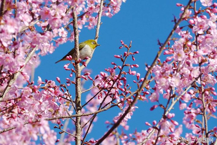 泰国黎府,泰国北柳府樱花
