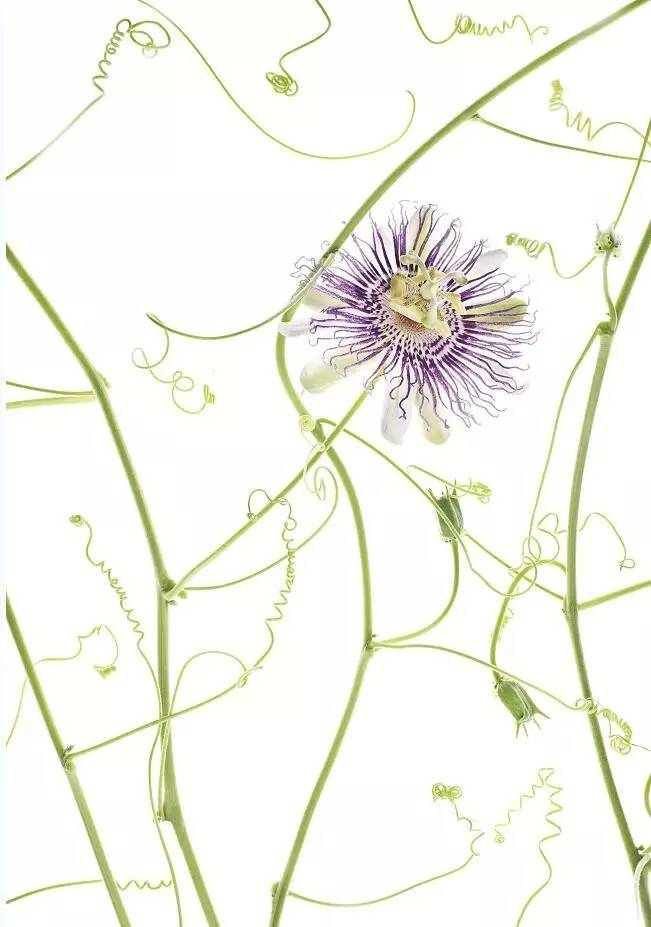 美得让人窒息的景色,美得让人窒息的紫藤花