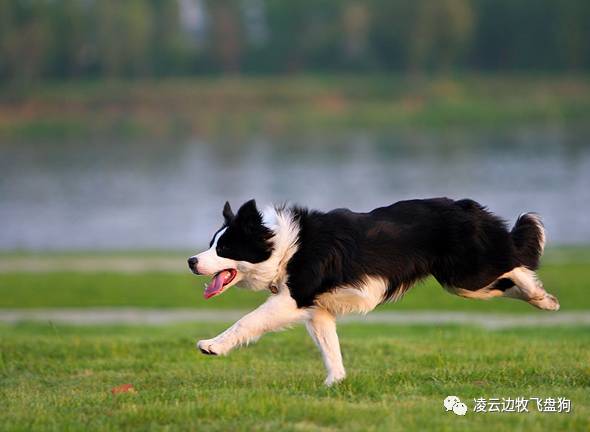 边牧狗狗肠胃不好怎么调理,边牧狗狗软便怎么办最有效的方法