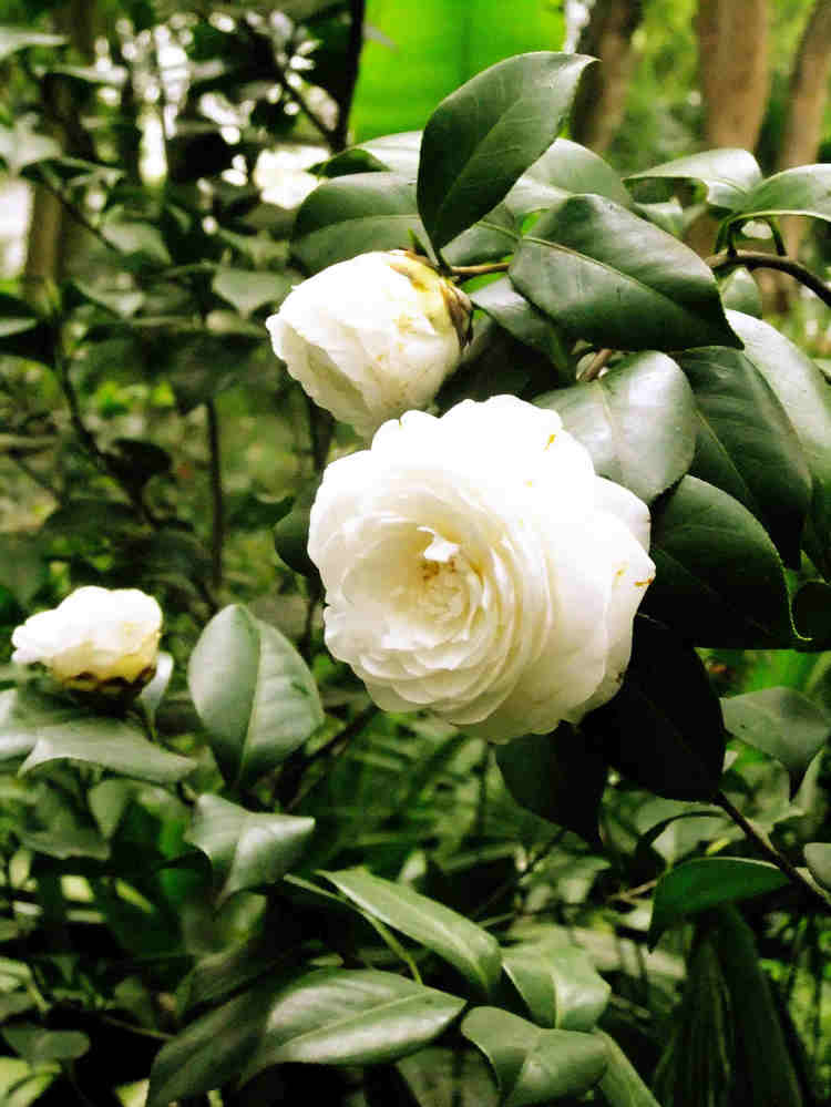 过年买什么鲜花摆家里好,春节家中摆满什么花寓意好