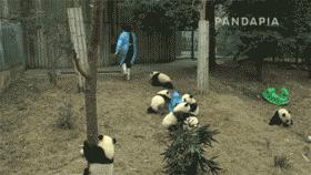 为求得一只熊猫的抚养权，英美荷法等国家连尊严都不要了