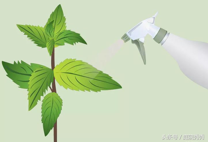 家庭园艺常用杀虫剂,固体杀虫剂使用方法养花