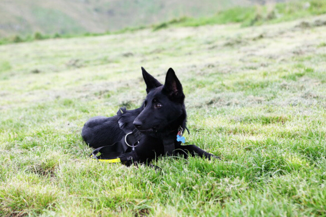 我家的德牧和别人家的德牧,我家德牧黑白两道杠