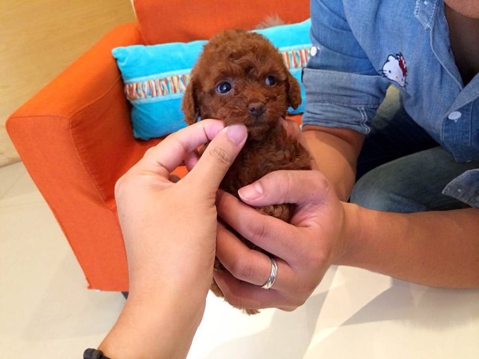 怎么选聪明的狗,怎么选一只性格好的狗狗给孩子