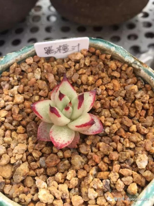 没有暖气的包邮区,肉肉照样美美的!