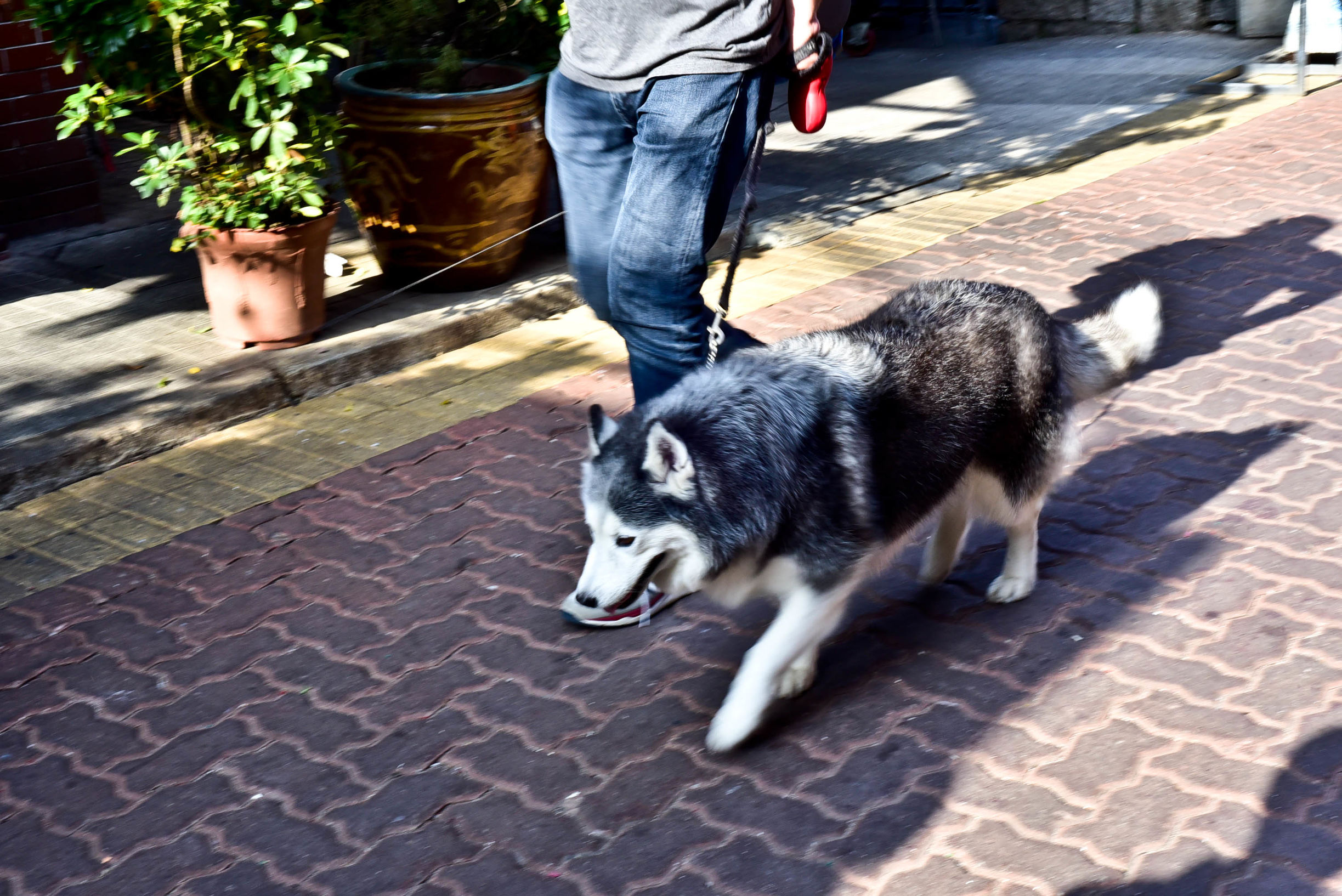 兔子游云南,兔子游老君山视频