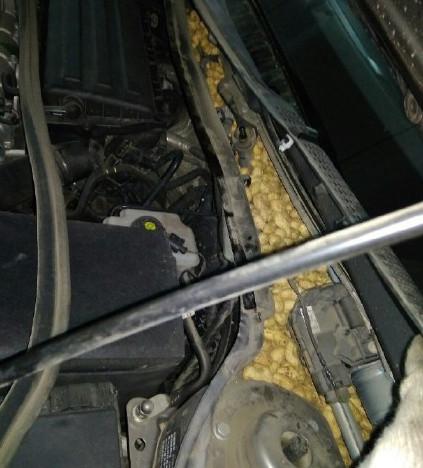 老鼠存花生被车主发现,老鼠在车里存一年花生被车主没收