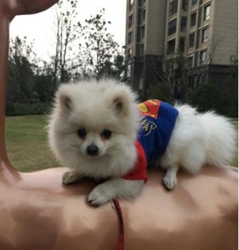 陈赫晒女儿给狗狗喂食,陈赫晒萌宠照片狗狗名字太霸气