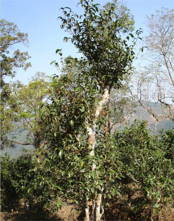 如何评价一款茶的品质优劣,品质最好的茶是以什么标准来判断