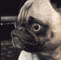 假姐姐、假中文、假螃蟹、假调料……我可能也是个假人