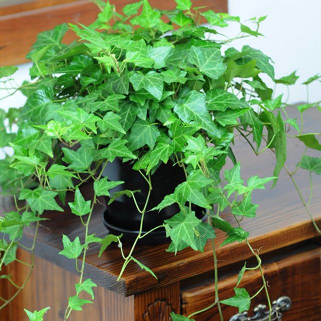 厨房适合养什么盆栽植物,家居养花3种植物好养好看又实用