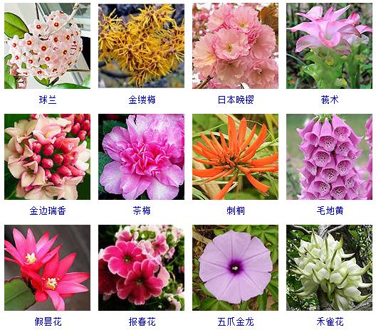 春天有哪些花会开的特征,在春天有哪些花会开常见的