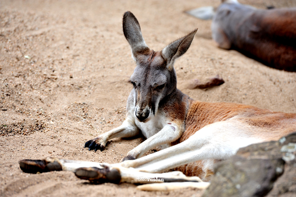悉尼旅游攻略网红,怎么攻略悉尼
